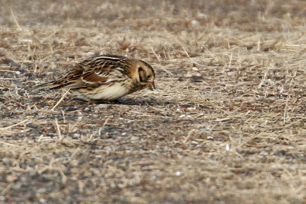 Lapland Longspur - ML83241631