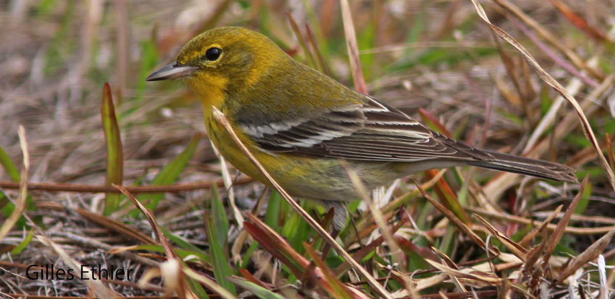 Pine Warbler - ML83241931