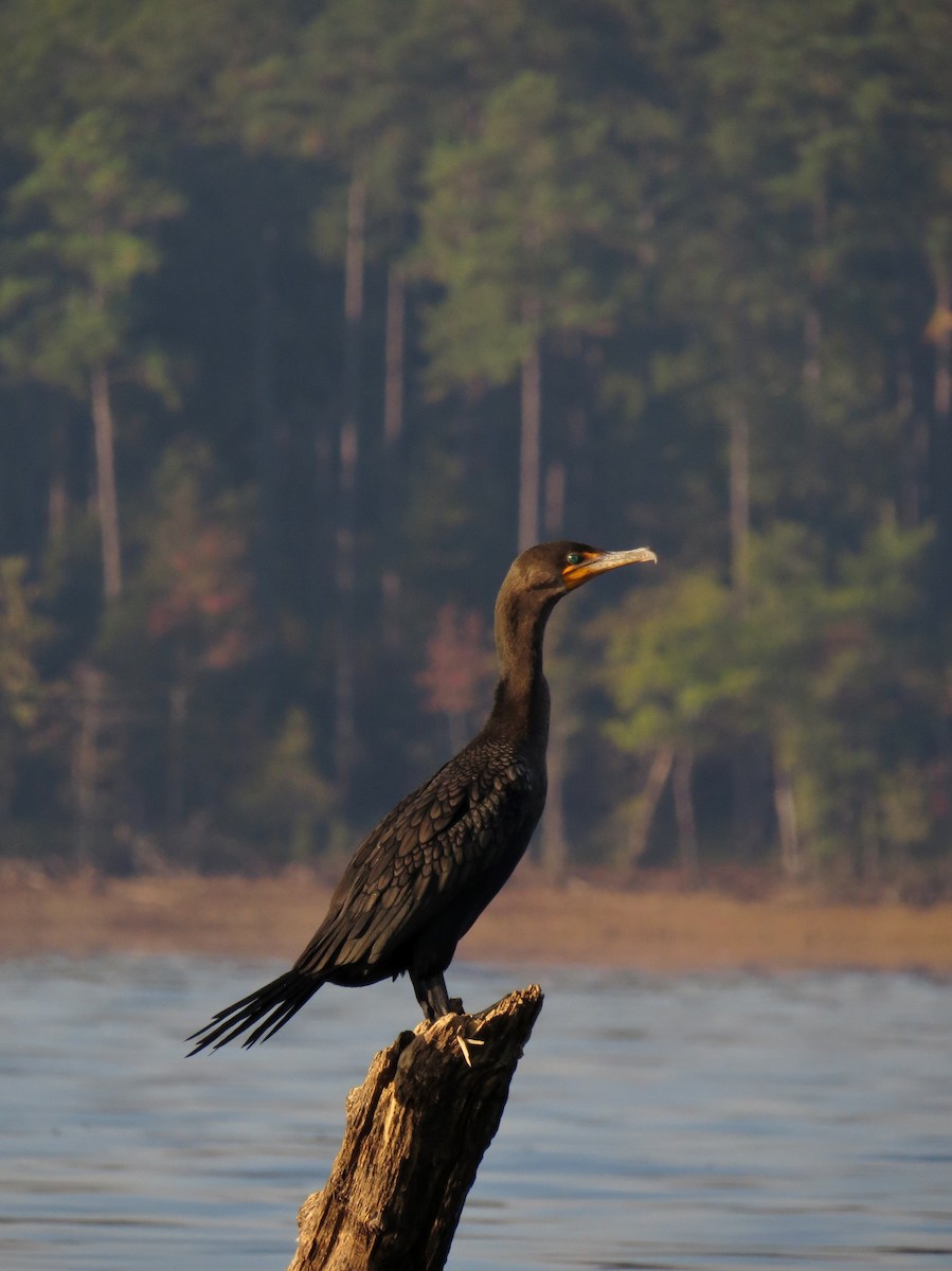 Double-crested Cormorant - ML83244181