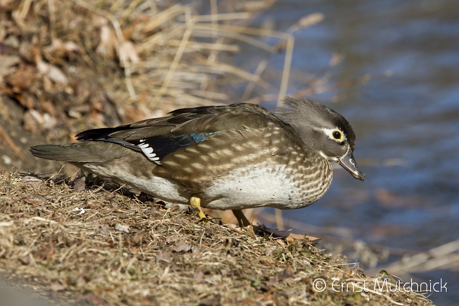Wood Duck - ML83244801