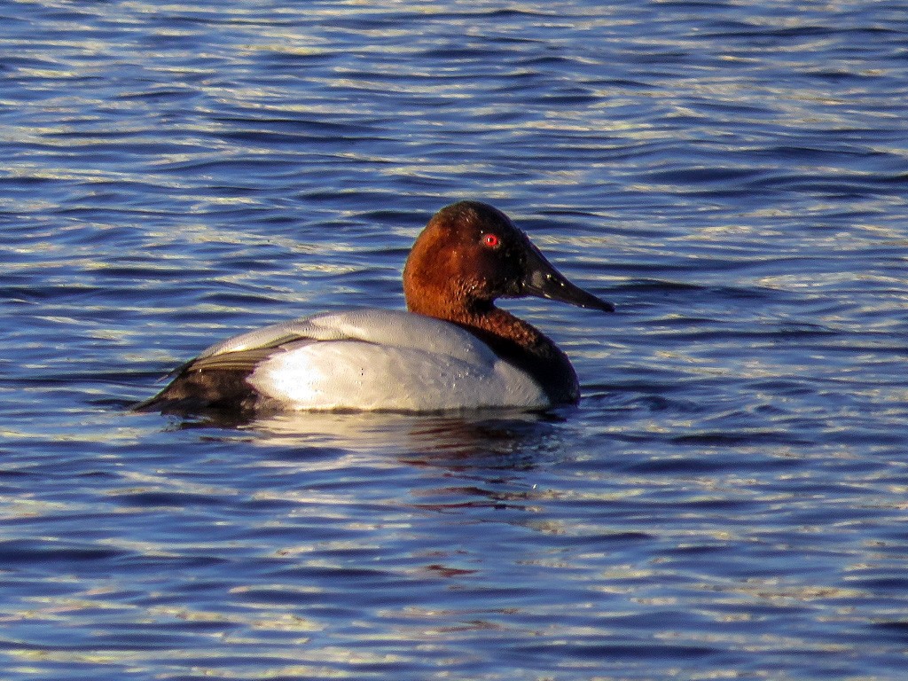 Canvasback - ML83244921