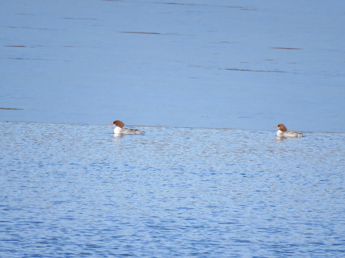 Common Merganser - Jennifer Wilson-Pines