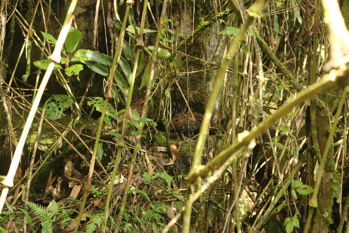 Stripe-faced Wood-Quail - ML83246911