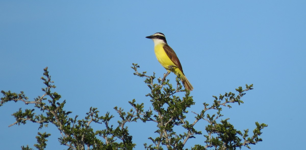 Great Kiskadee - ML83247581