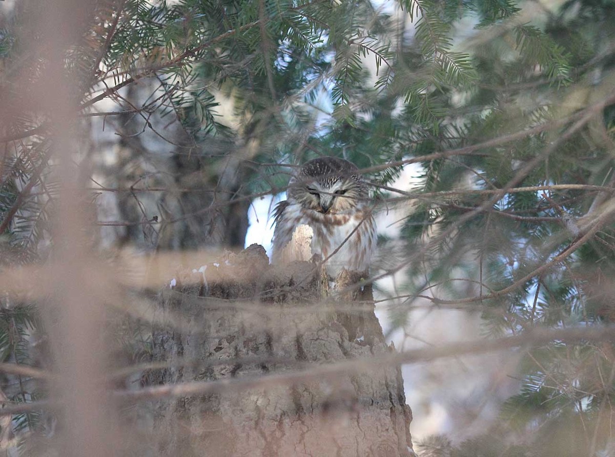 Northern Saw-whet Owl - ML83249331