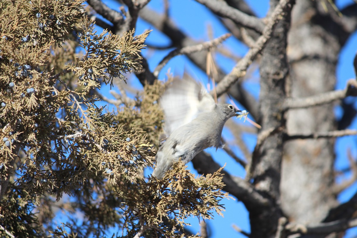 Townsend's Solitaire - Adrienne McGill