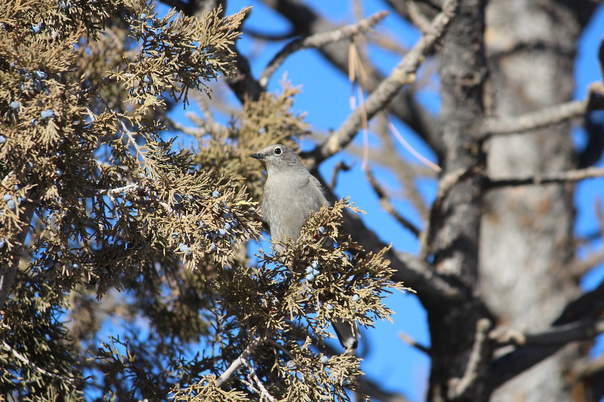 Townsend's Solitaire - ML83249851