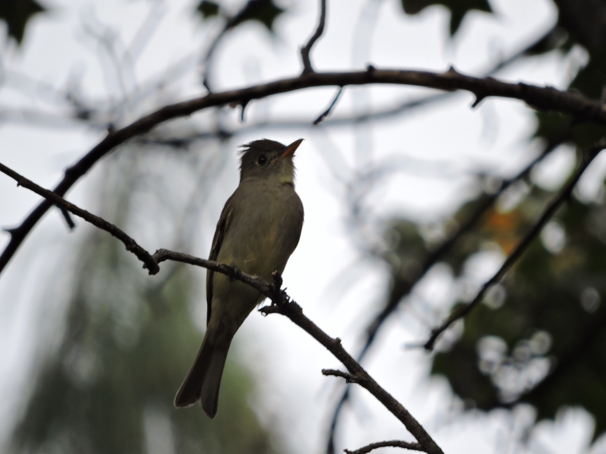 Greater Pewee - ML83251141