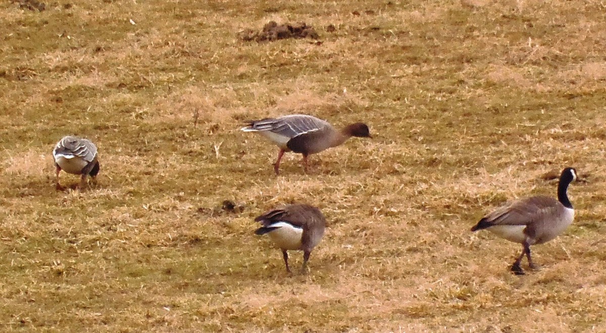 Pink-footed Goose - ML83251711