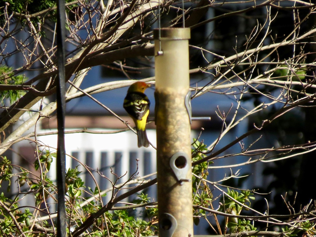 Western Tanager - ML83252421