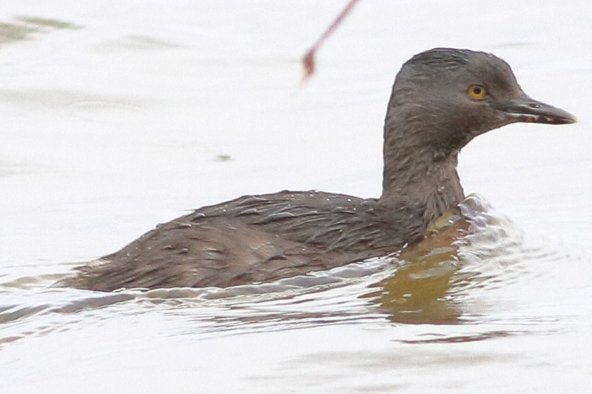 Least Grebe - ML83252651