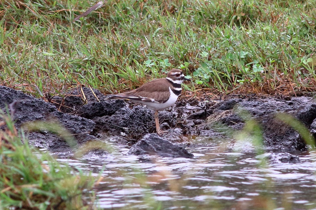 Killdeer - Manfred Bienert