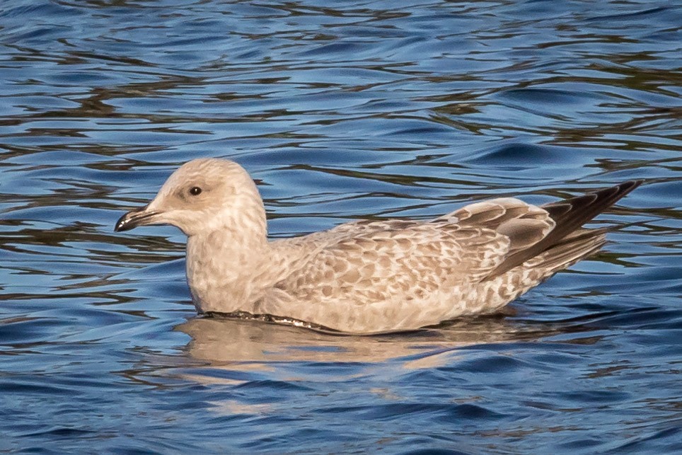 Iceland Gull (Thayer's) - ML83254281