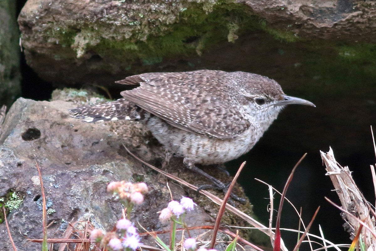 Rock Wren - ML83254521