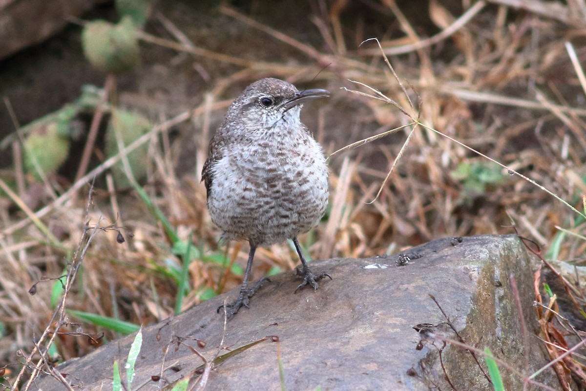 Rock Wren - ML83254531