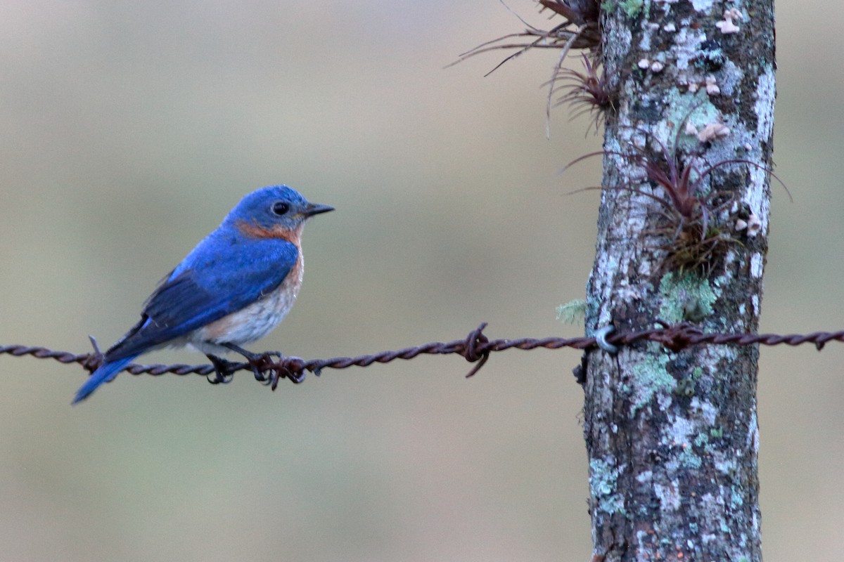 Eastern Bluebird - ML83254641