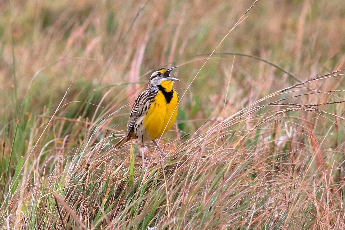 Eastern Meadowlark - ML83254911