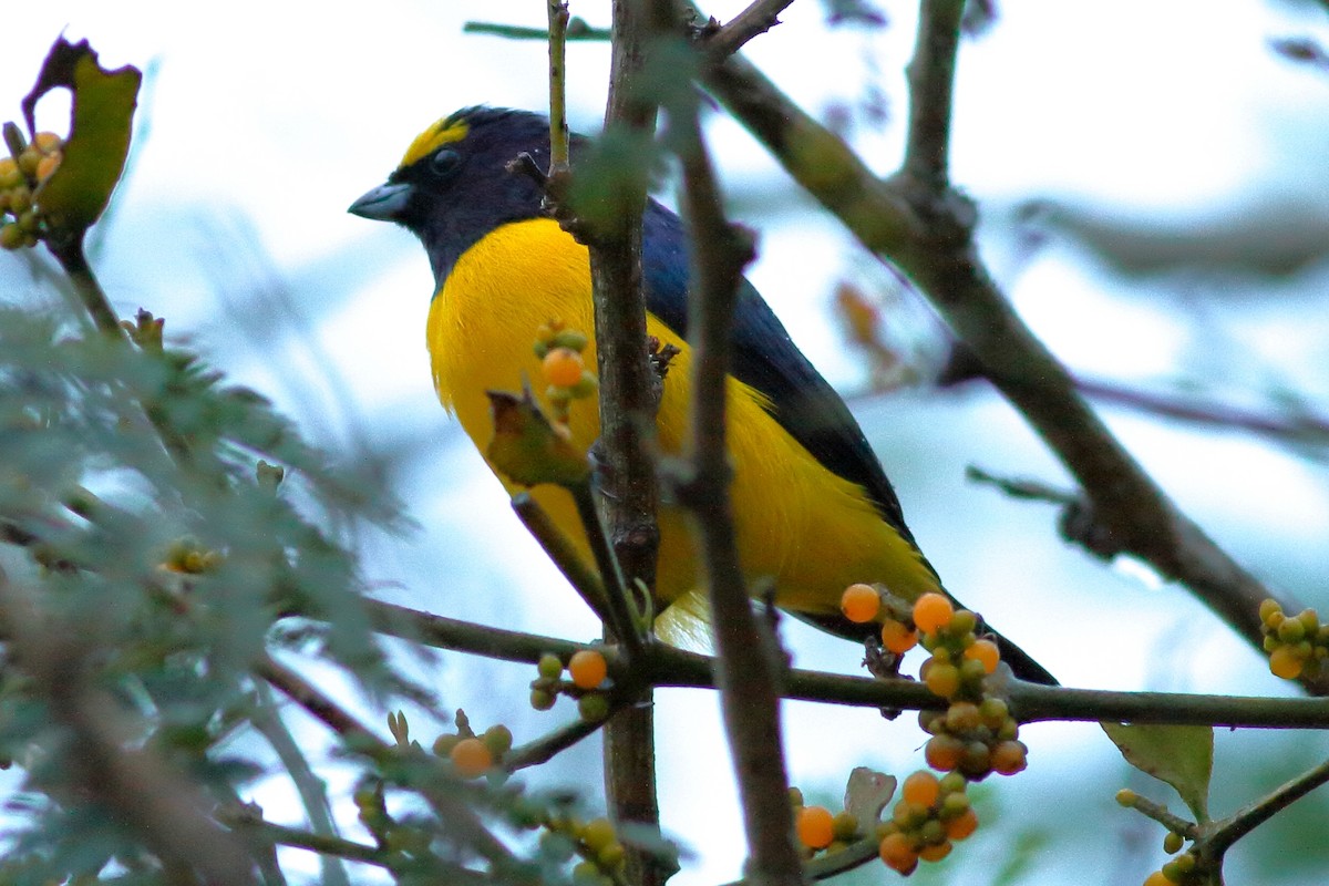 Scrub Euphonia - ML83255011