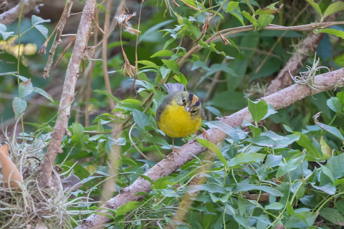 Paruline à couronne dorée - ML83256031