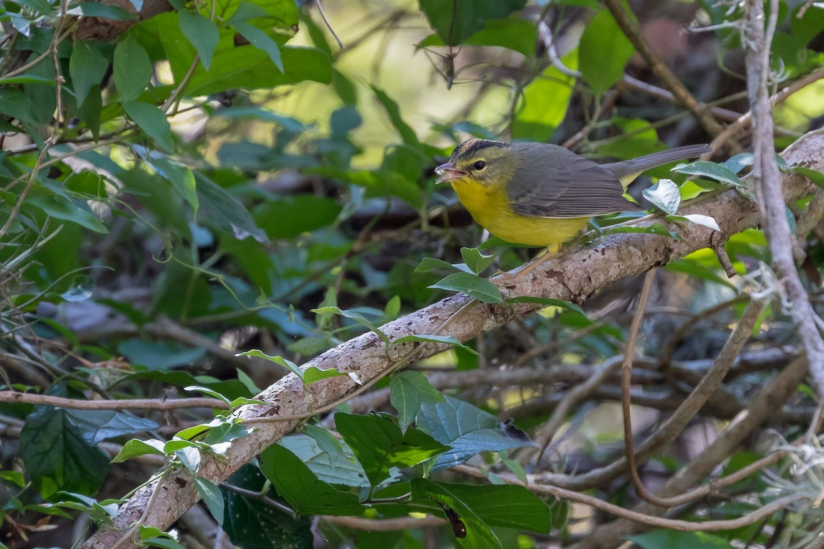 Golden-crowned Warbler - ML83256041