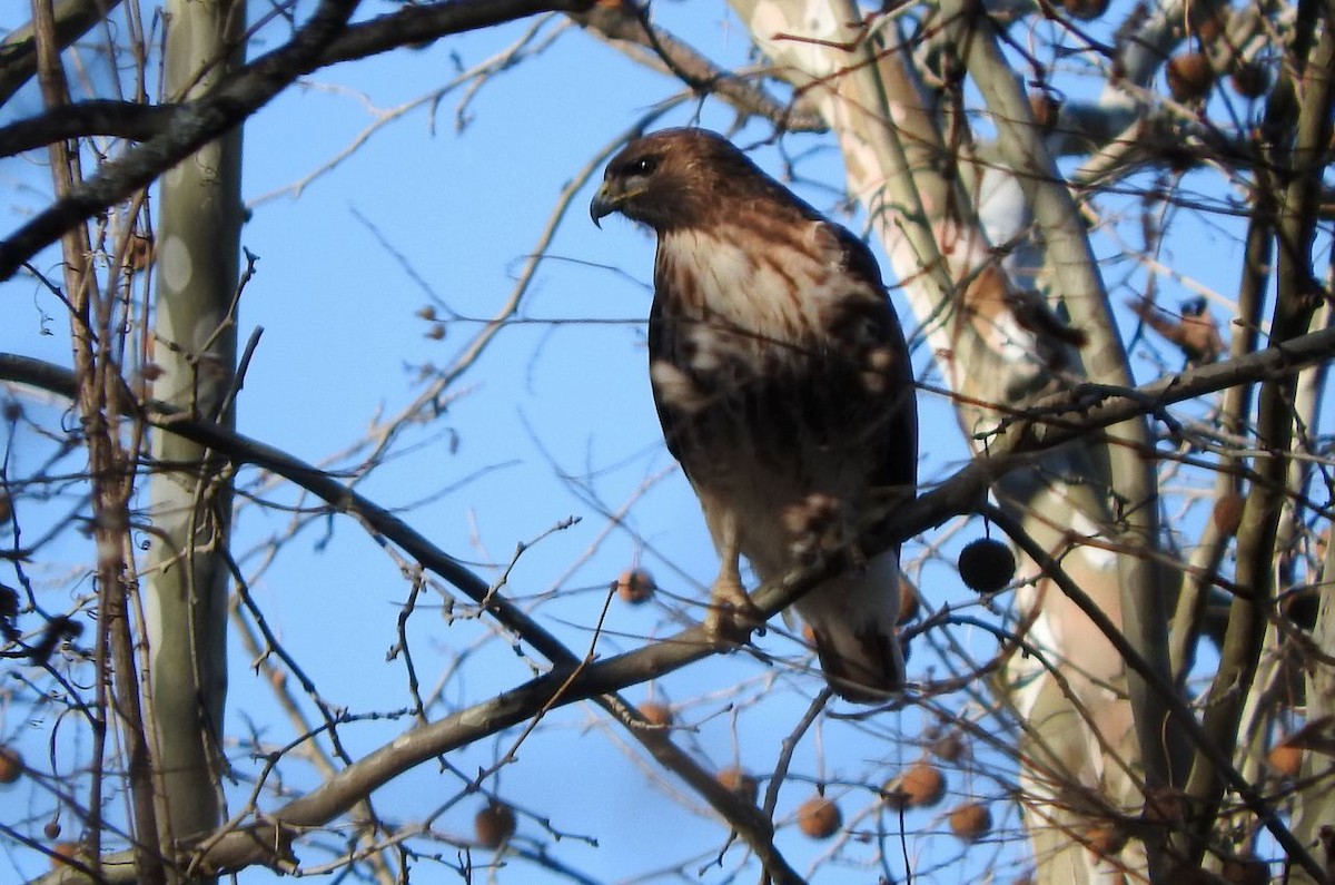 Red-tailed Hawk - ML83258081