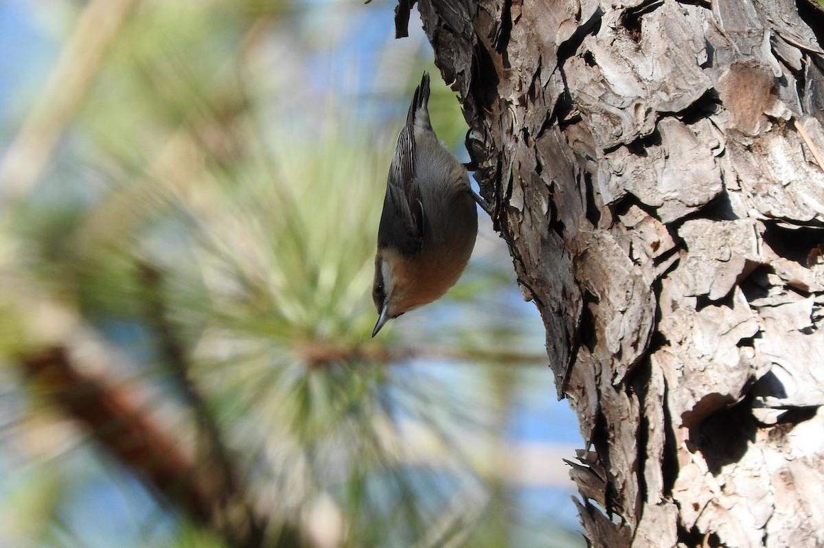 Brown-headed Nuthatch - ML83258621