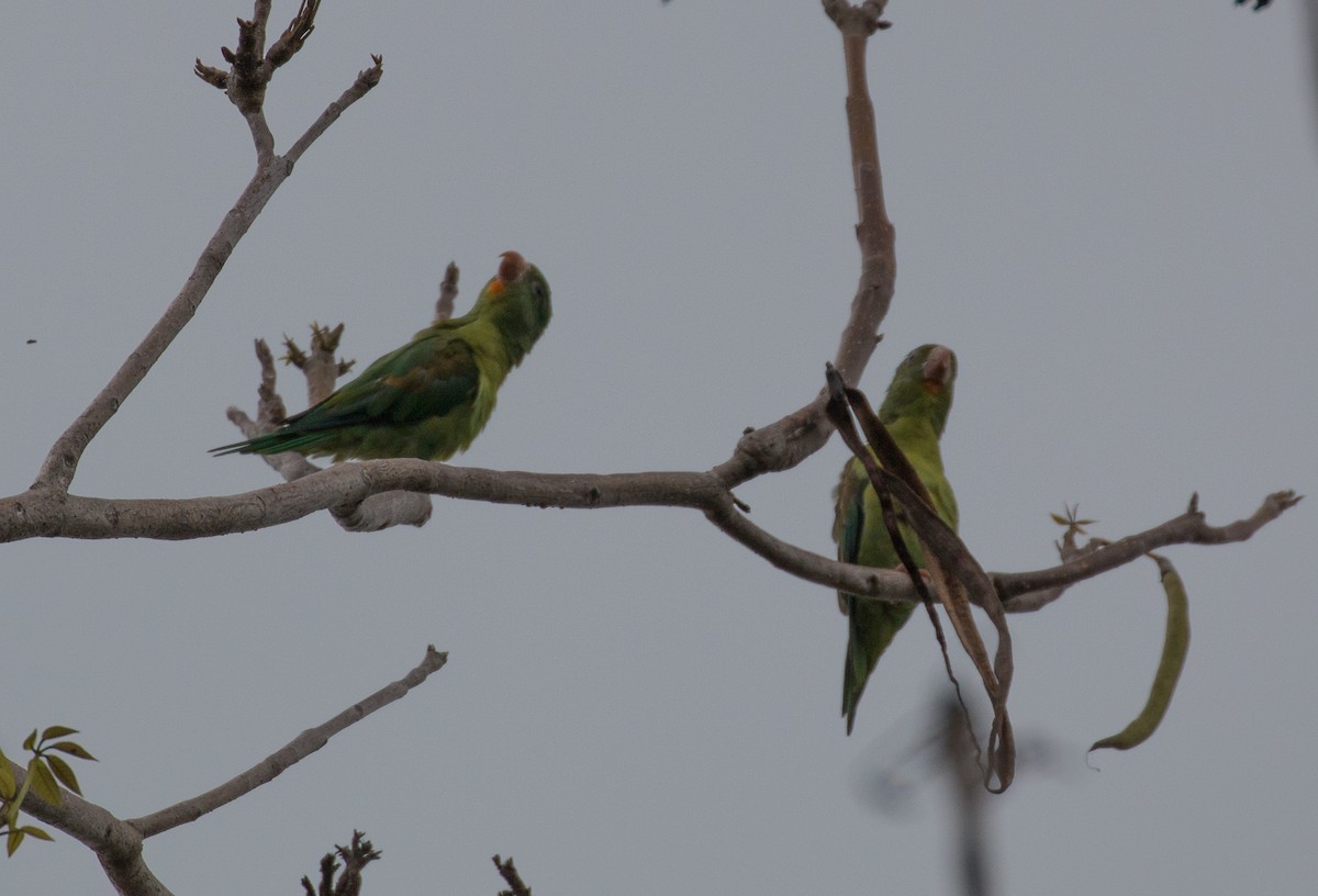 Orange-chinned Parakeet - ML83260001