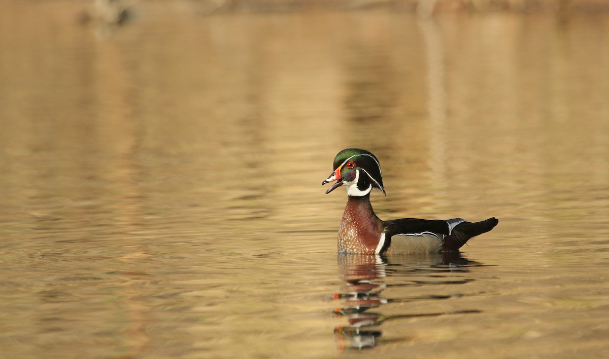 Wood Duck - ML83261341