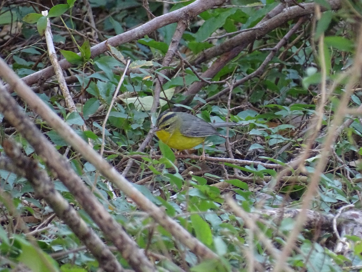 Golden-crowned Warbler - ML83262821