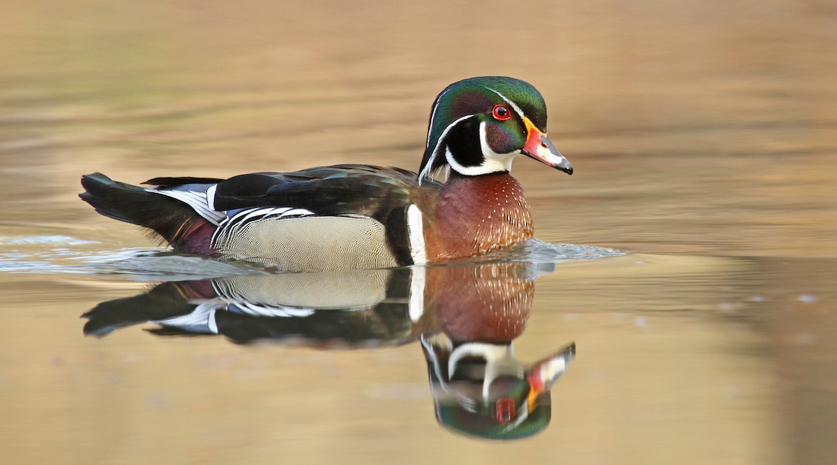 Wood Duck - ML83263161