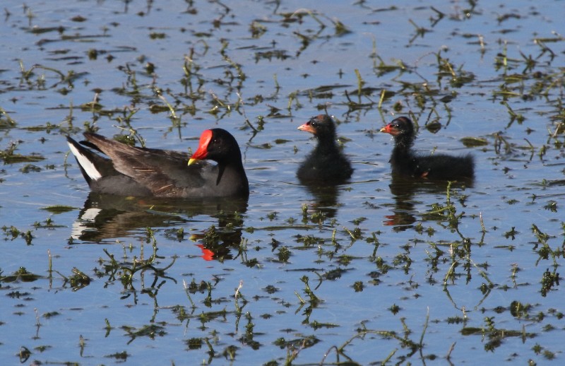 Eurasian Moorhen - ML83264121