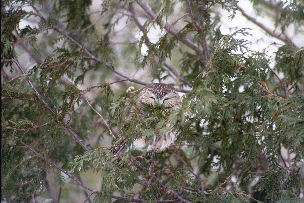 Northern Saw-whet Owl - ML83264381