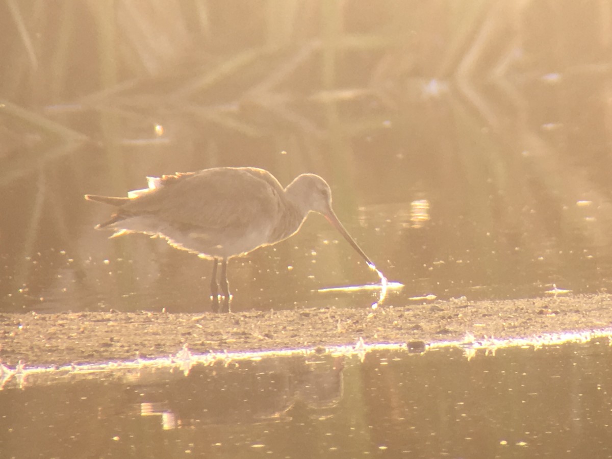 Hudsonian Godwit - ML83265851