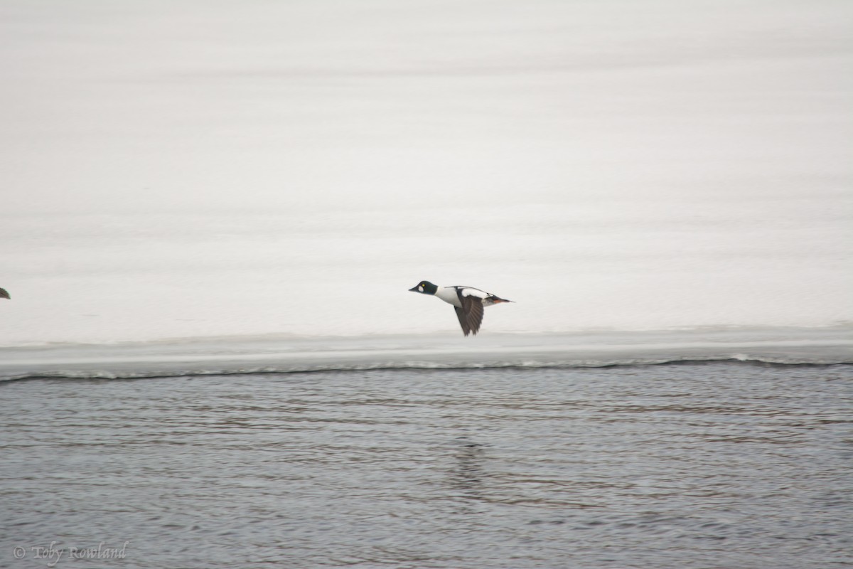 Common Goldeneye - ML83266251