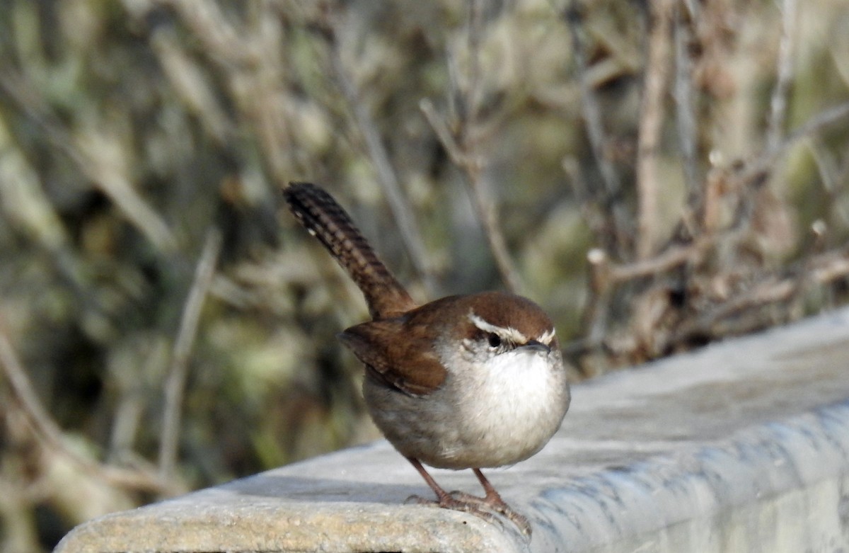 Bewick's Wren - ML83267501