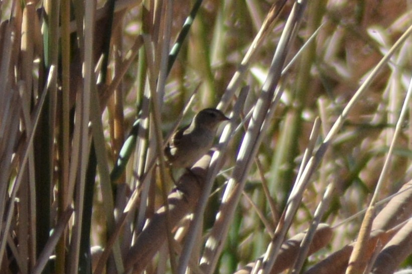 new world sparrow sp. - Michelle Brock