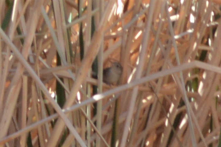 passerine sp. - Michelle Brock