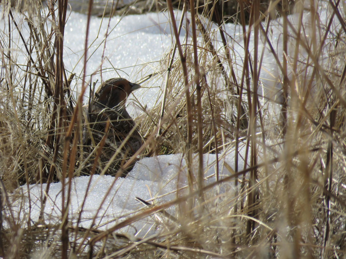 Gray Partridge - ML83269111