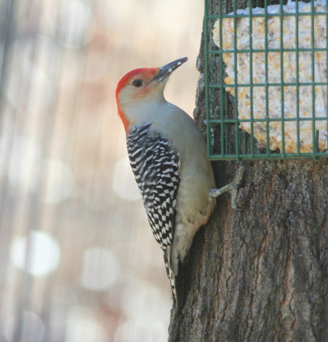 Red-bellied Woodpecker - ML83269691