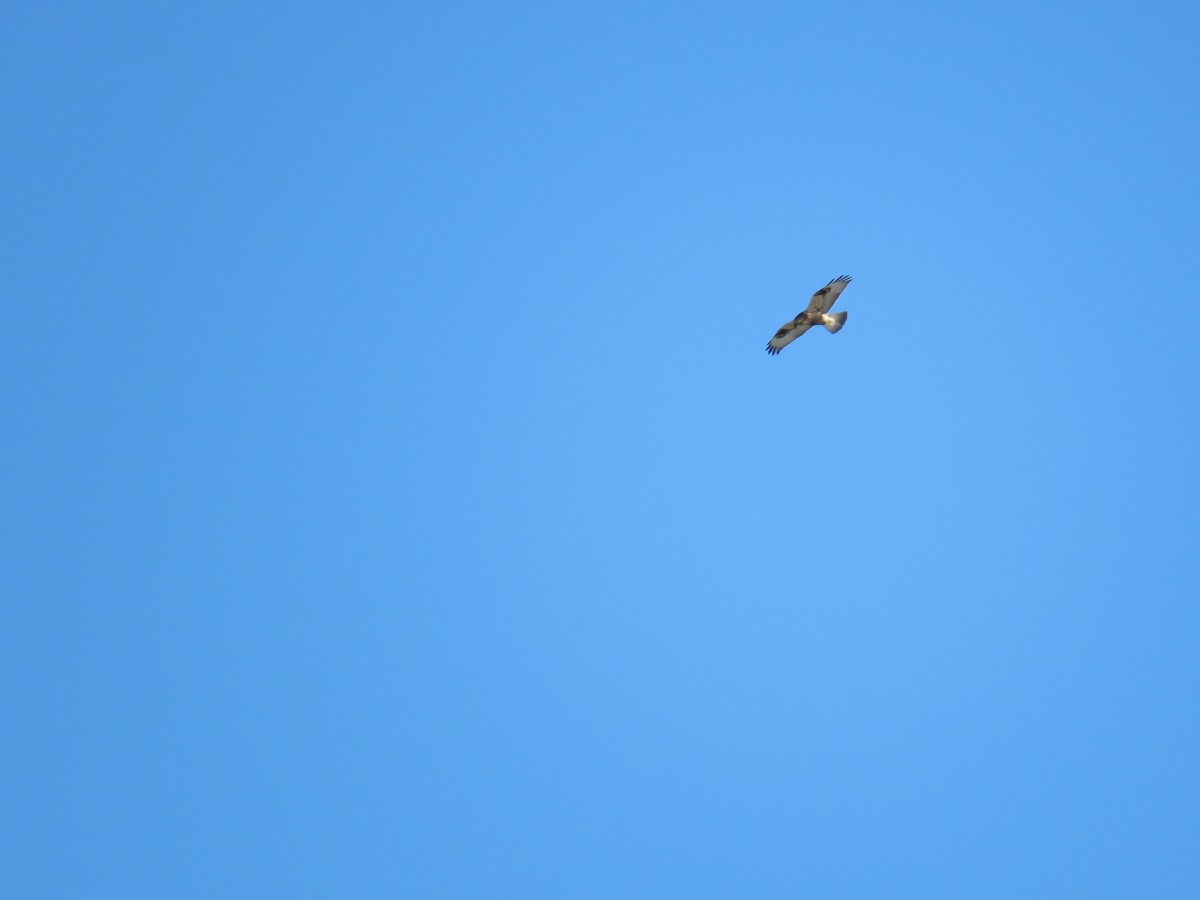 Rough-legged Hawk - ML83270421