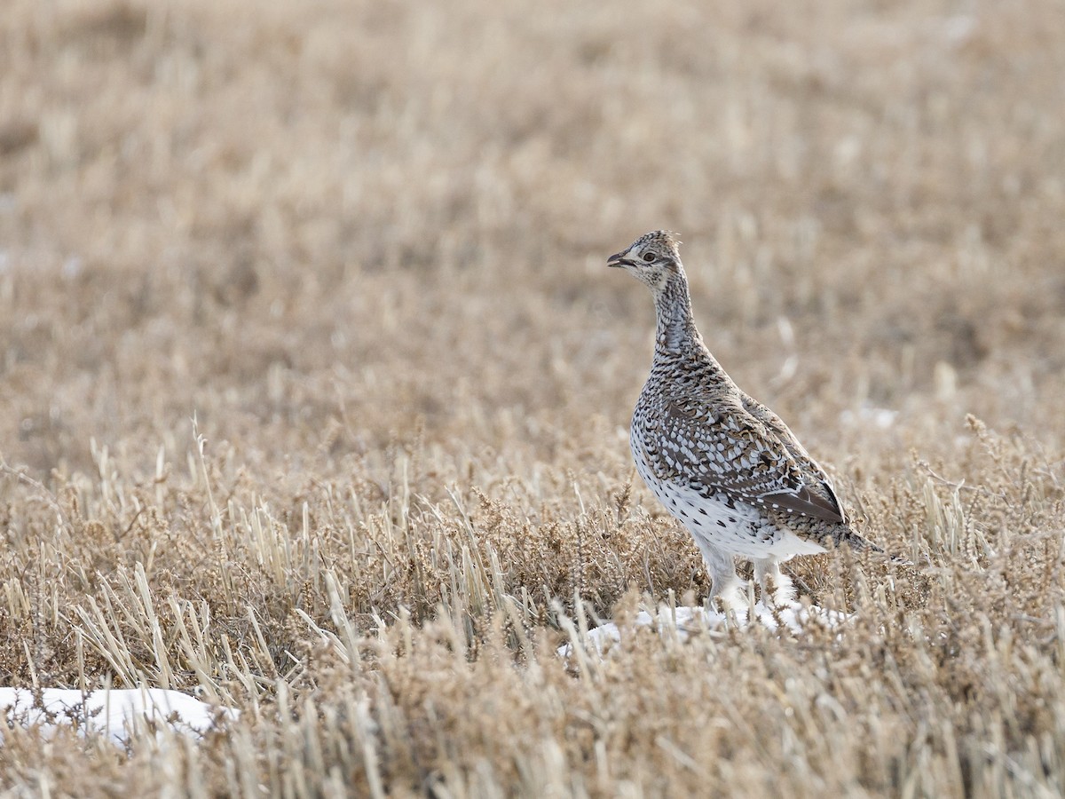 Sharp-tailed Grouse - Darren Clark