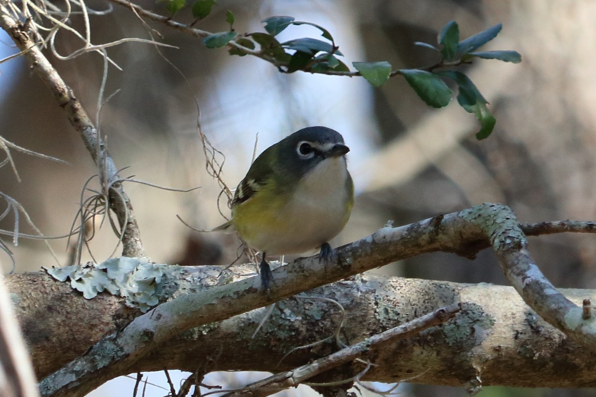 Blue-headed Vireo - ML83271831