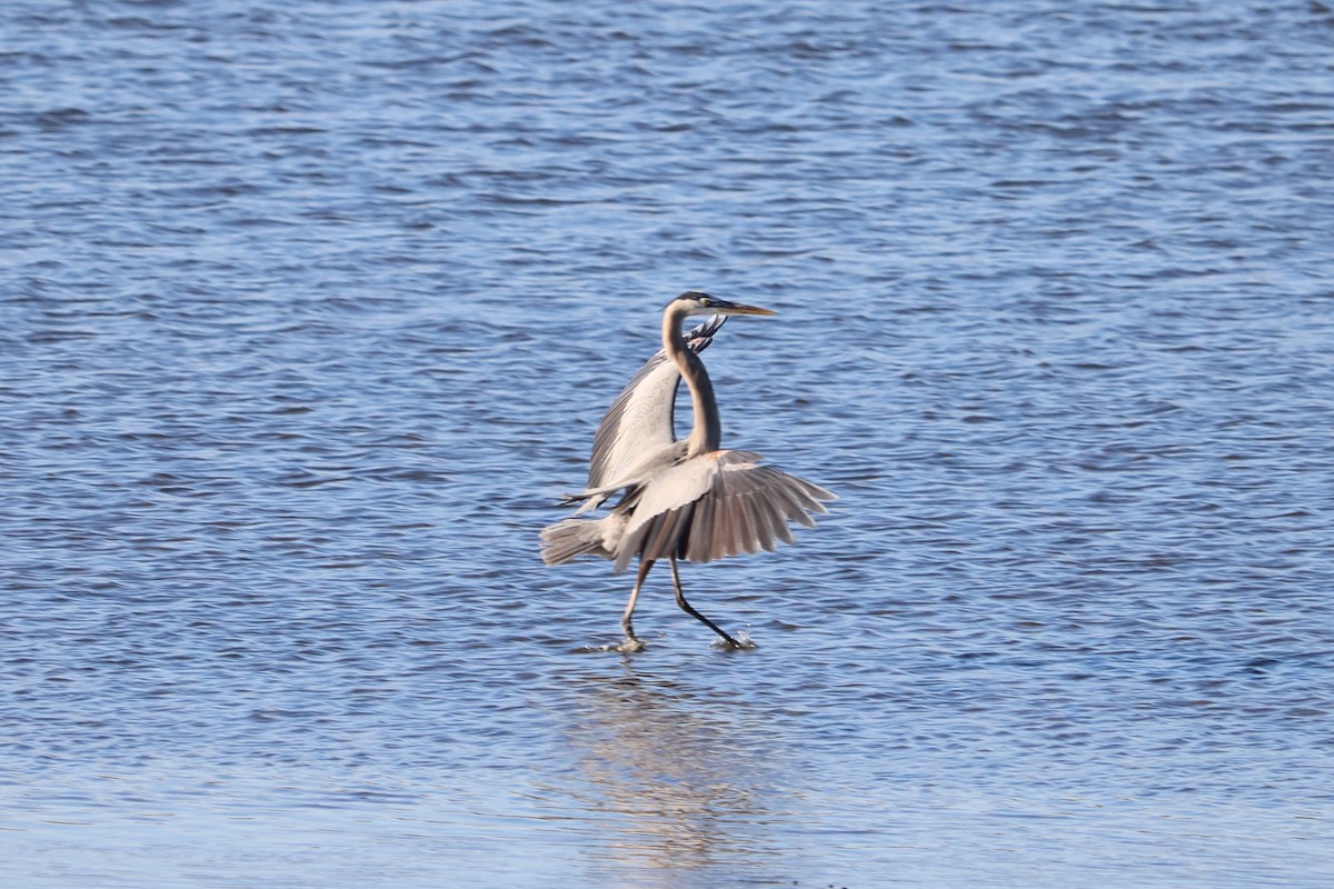 Great Blue Heron - ML83271861