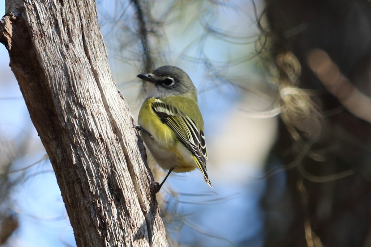 Blue-headed Vireo - ML83271881