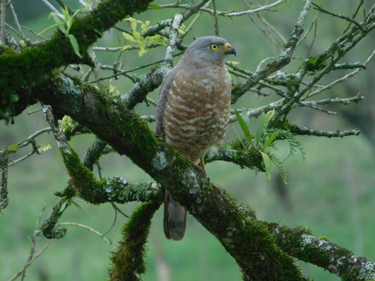 Roadside Hawk - ML83271911