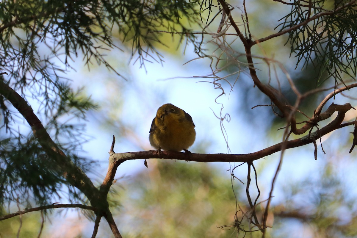 Pine Warbler - ML83272131