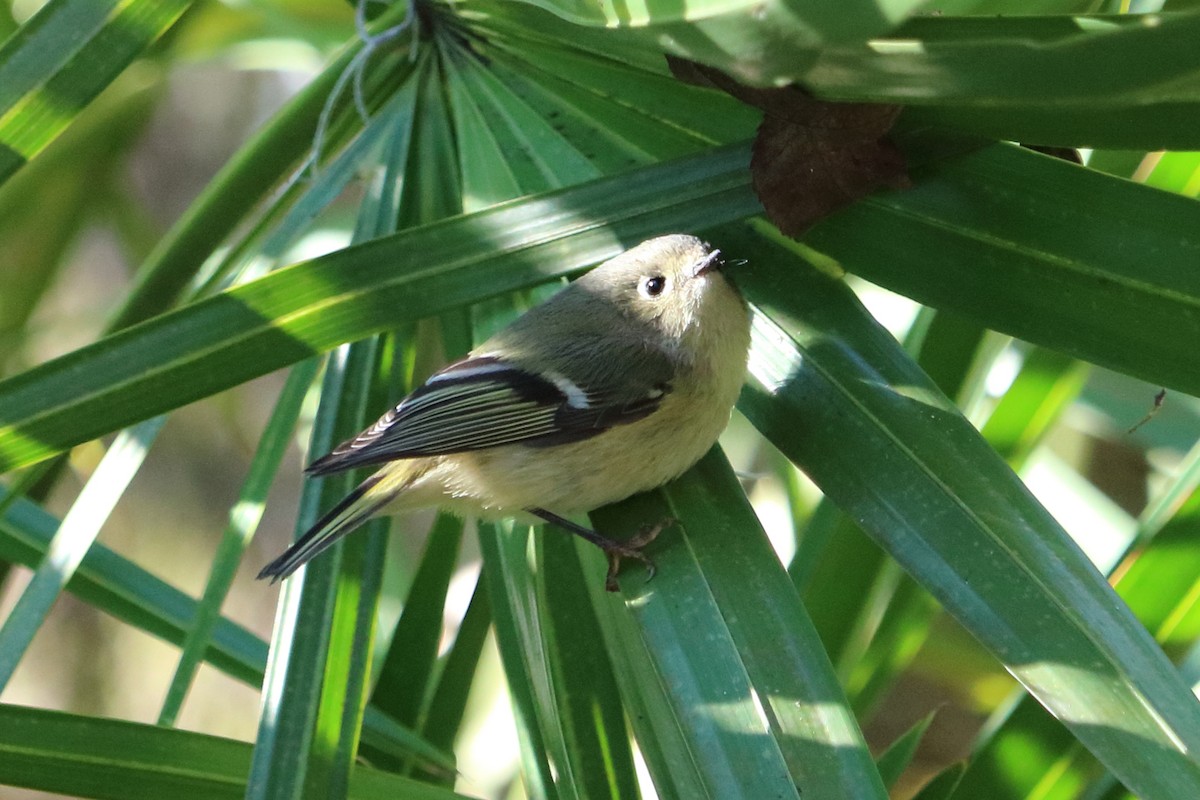 Roitelet à couronne rubis - ML83272321