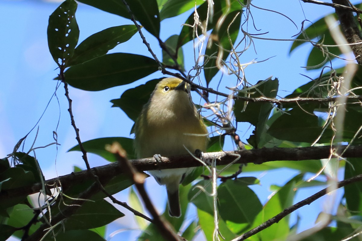 White-eyed Vireo - ML83272531