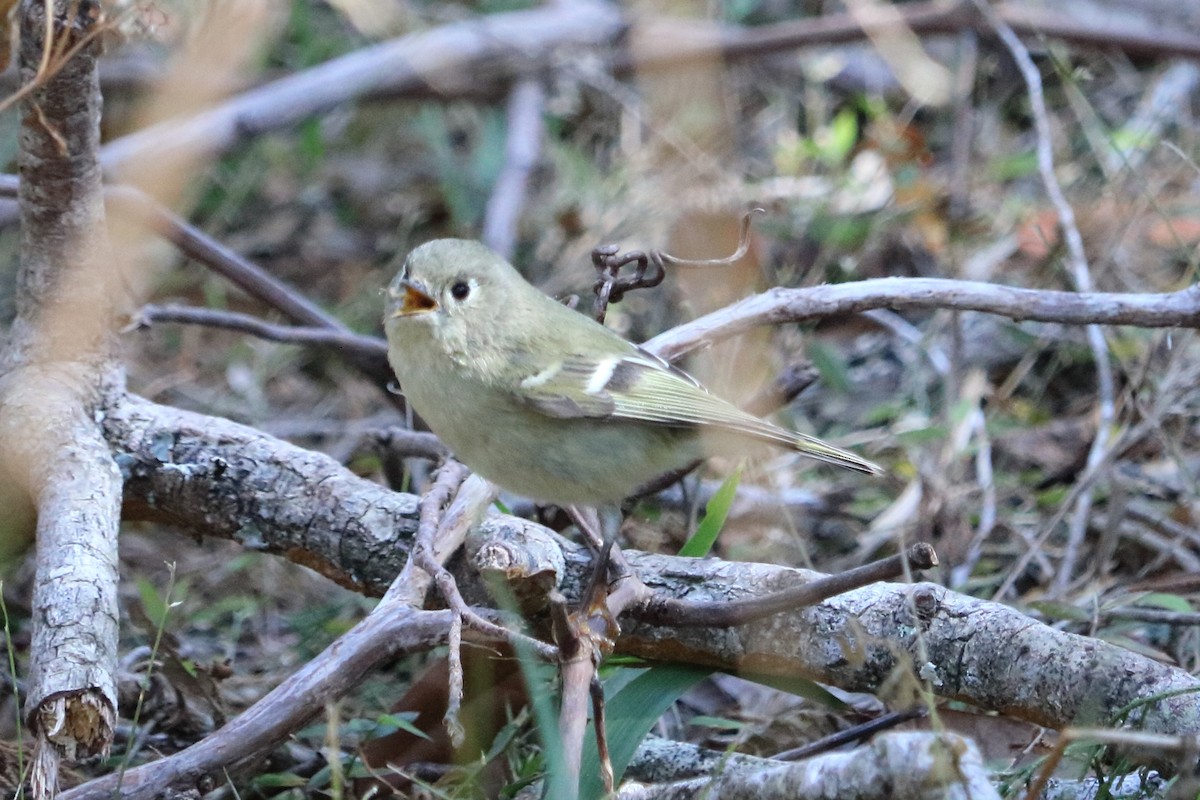 Roitelet à couronne rubis - ML83273151