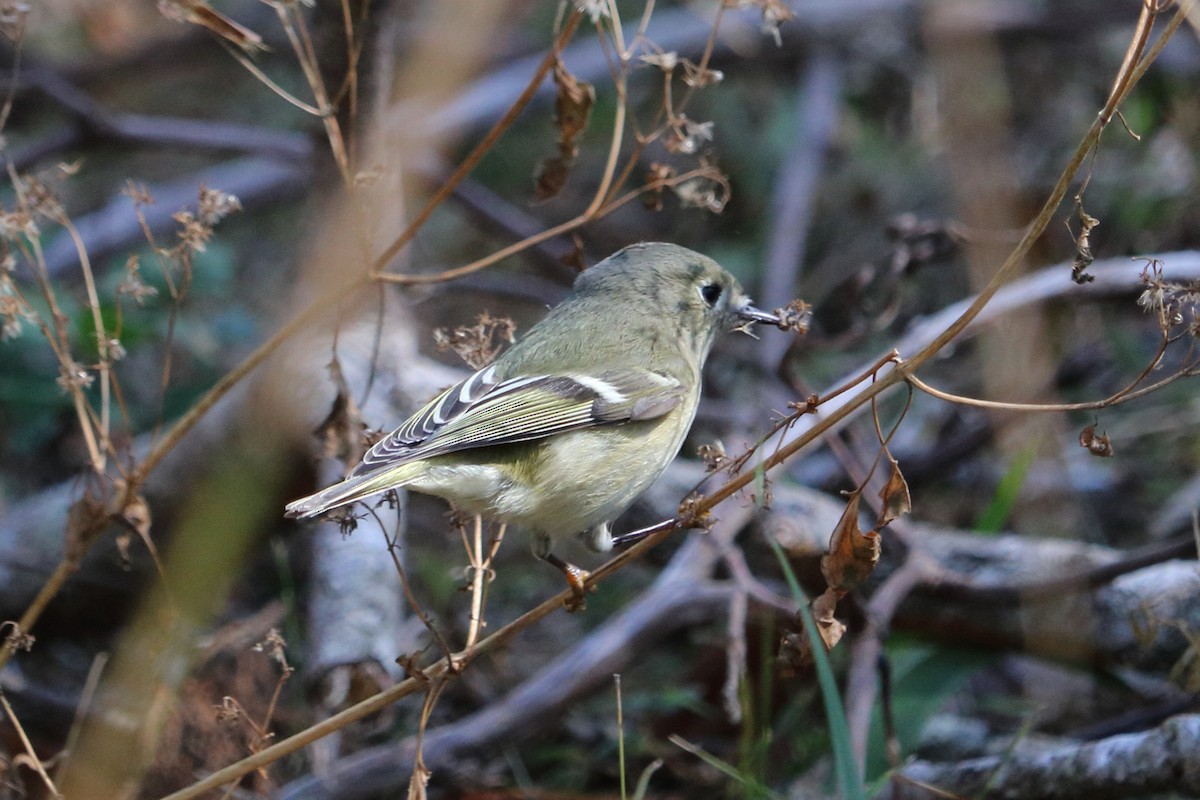 Ruby-crowned Kinglet - ML83273241